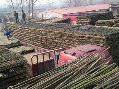 專業供應菜架竹，助力高效農業生產——文安縣永興竹品銷售處