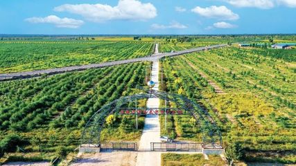 防沙治沙展現(xiàn)美麗中國新容顏——以“三北”工程為代表的我國荒漠化防治成就綜述與林業(yè)產(chǎn)品機(jī)遇