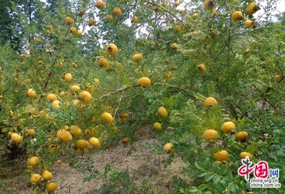 貴州六盤水刺梨種植超百萬畝 建成全國最大刺梨加工廠