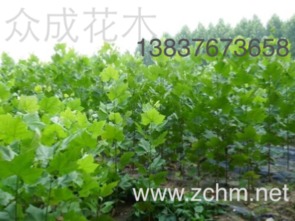 信陽桂花樹市場(chǎng)價(jià)格行情 4公分、5公分與8公分灌木批發(fā)價(jià)格分析